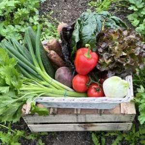 Raw / Juicing Box Delivery
