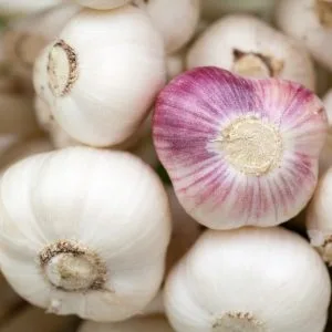 garlic-84691_1280